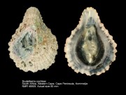 Scutellastra cochlear